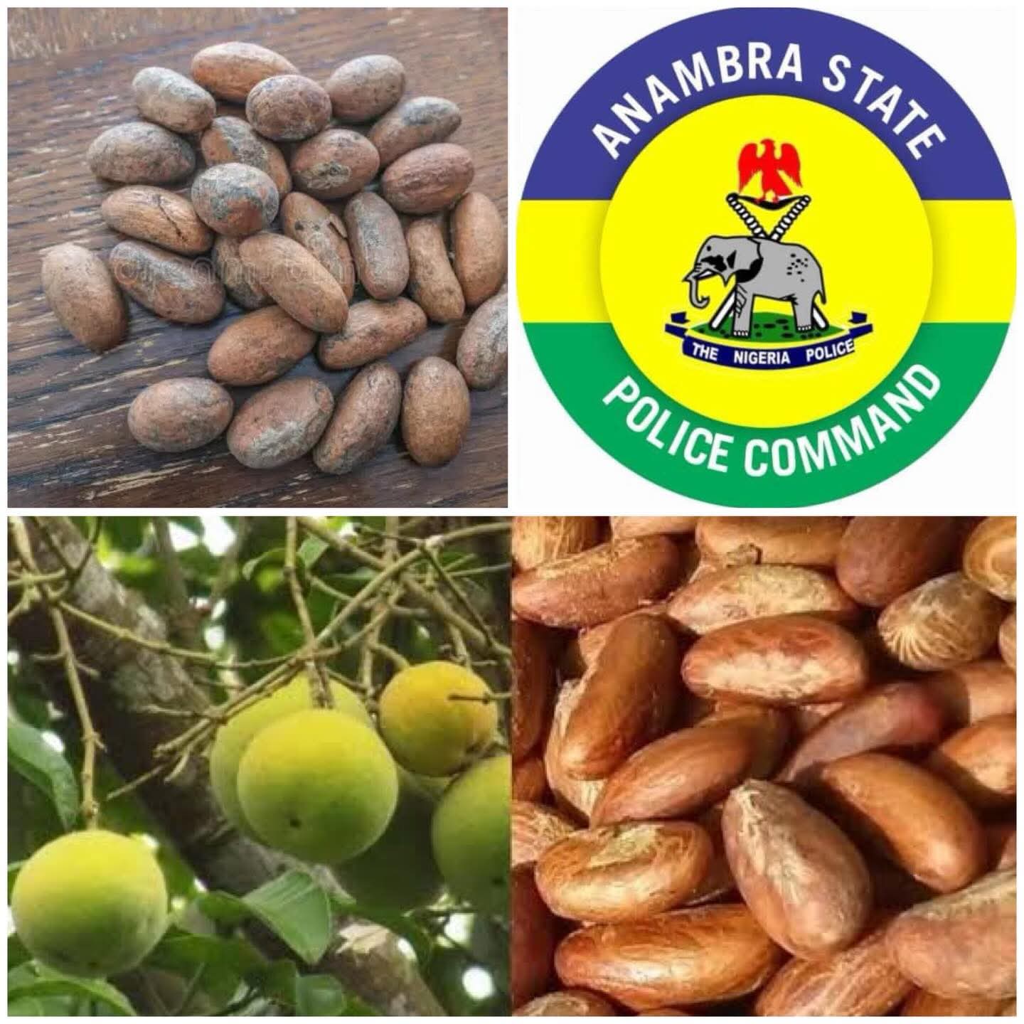 The Price of a Bitter Kola Tree: The Family Tragedy That Shook Ukpor